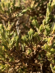 Silene struthioloides