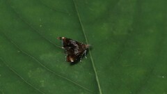 Prochoreutis inflatella