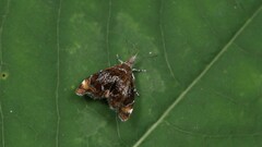 Prochoreutis inflatella