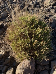 Silene struthioloides