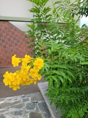 Tecoma stans