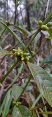 Ronabea latifolia