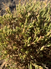 Silene struthioloides