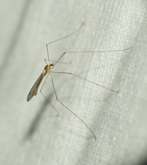 Gonomyia bifida
