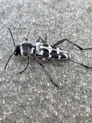 Xylotrechus albonotatus