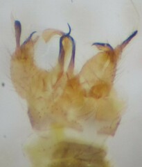 Gonomyia bifida