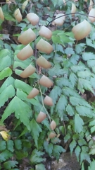 Adiantum pentadactylon