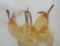 Gonomyia bifida