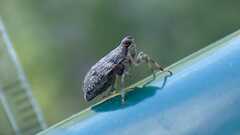 Issus coleoptratus