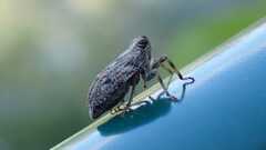 Issus coleoptratus
