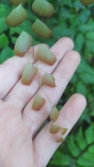 Adiantum pentadactylon