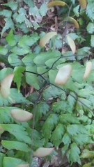 Adiantum pentadactylon