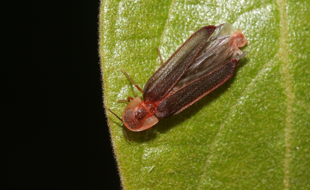 Microphotus