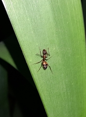 Camponotus