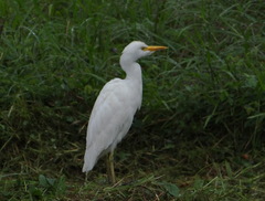 Bubulcus ibis