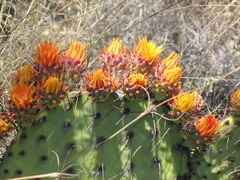 Opuntia stenopetala
