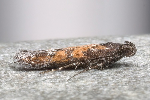Gnorimoschema banksiella