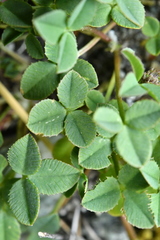 Trifolium thalii
