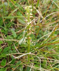Pseudorchis straminea