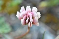 Trifolium thalii