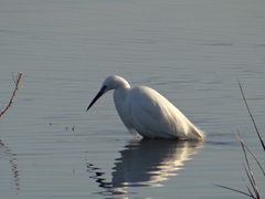 Egretta garzetta