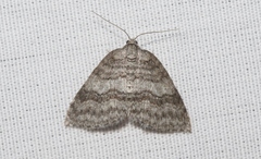 Venusia duodecemlineata
