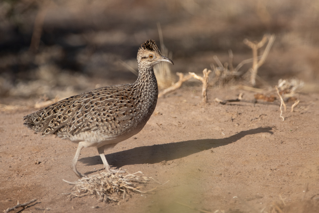 Brushland Tinamou photo