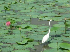 Ardea alba