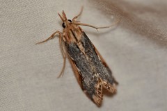 Loxostege albiceralis