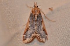 Loxostege albiceralis