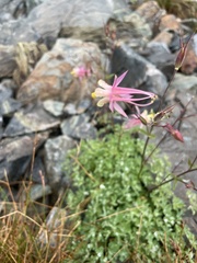 Aquilegia pubescens