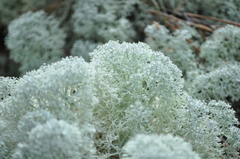 Cladonia stellaris