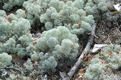 Cladonia stellaris