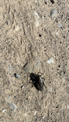 Anabrus simplex