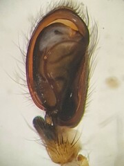 Clubiona neglecta