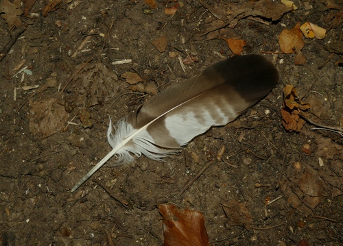Plume de Bondrée apivore
