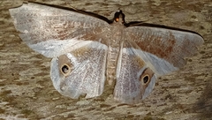 Opisthoxia formosante