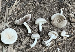 Agaricus