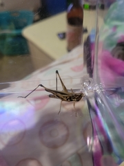 Syrbula admirabilis