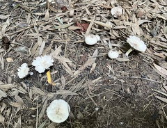 Agaricus