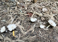 Agaricus
