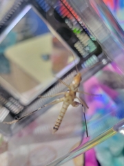 Syrbula admirabilis