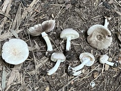 Agaricus