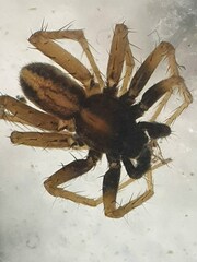 Pardosa bifasciata
