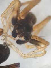 Pardosa bifasciata