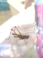 Syrbula admirabilis