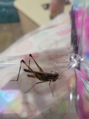 Syrbula admirabilis