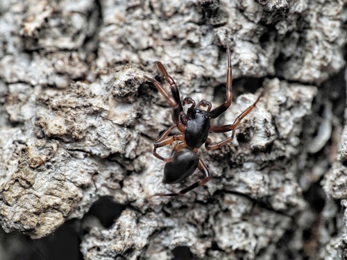 Cetonana laticeps