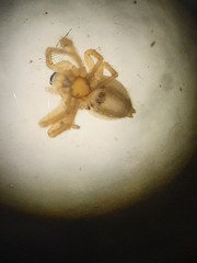Minicia marginella