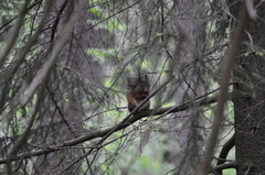 Sciurus vulgaris